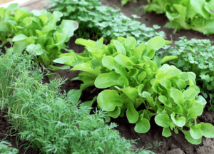 Projeto Horta - Plantio das verduras e legumes